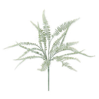 Powdered Fern Bush, 20"